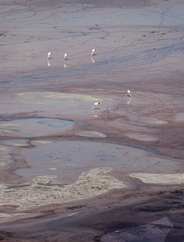 FLAMINGOS ANDINOS NO SALAR ATACAMENHO