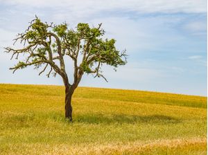 SOBREIRO EM CAMPO DE TRIGO NO ALENTEJO