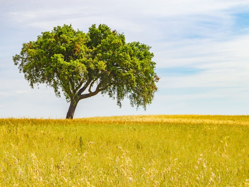 SOBREIRO EM CAMPO DE TRIGO NO ALENTEJO 2