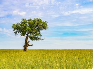 SOBREIRO EM CAMPO DE TRIGO NO ALENTEJO 3