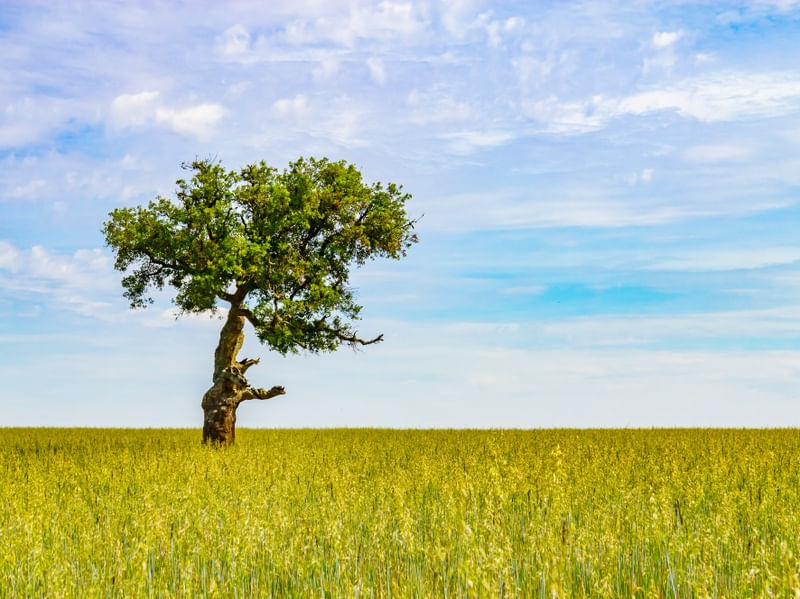SOBREIRO EM CAMPO DE TRIGO NO ALENTEJO 3