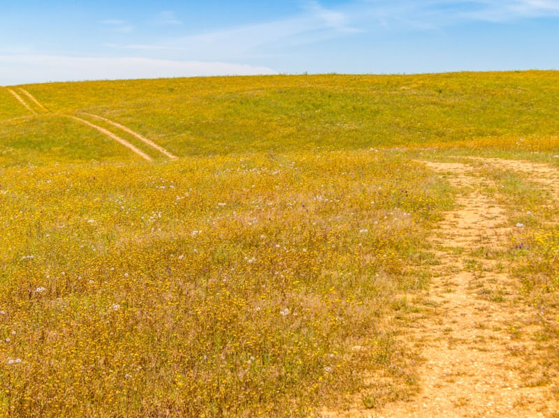 CAMINHO FLORIDO EM CAMPO NO ALENTEJO