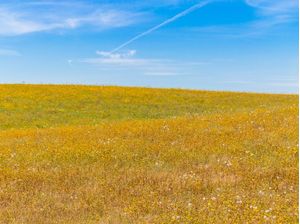 CAMPO FLORIDO NO ALENTEJO