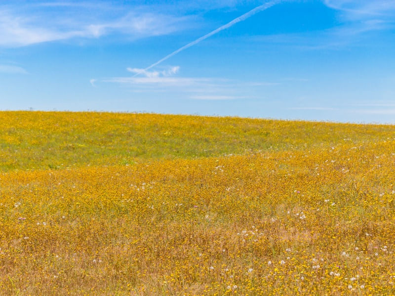 CAMPO FLORIDO NO ALENTEJO