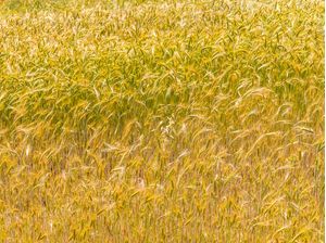DETALHES DE PLANTAÇÃO DE TRIGO NO ALENTEJO