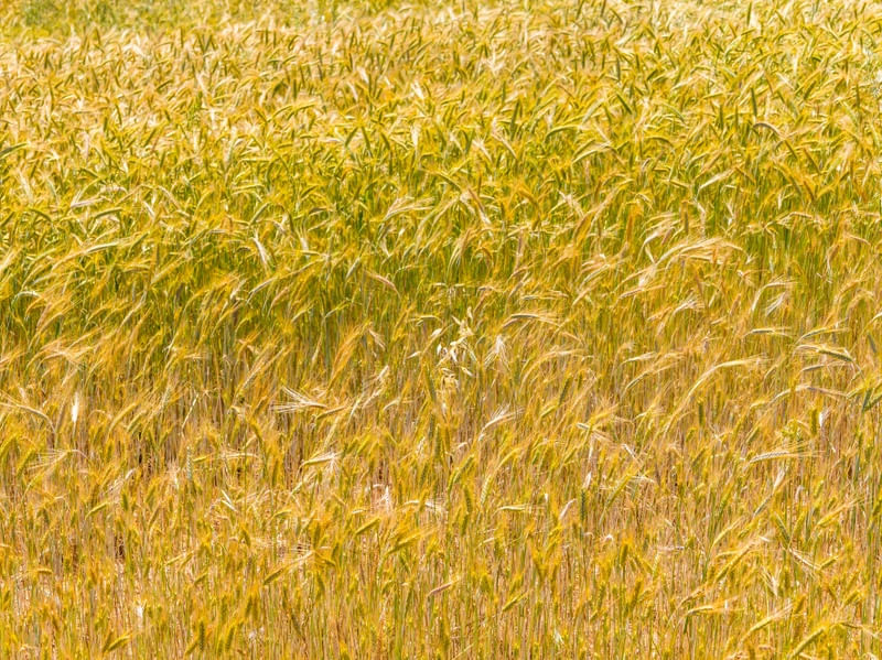 DETALHES DE PLANTAÇÃO DE TRIGO NO ALENTEJO