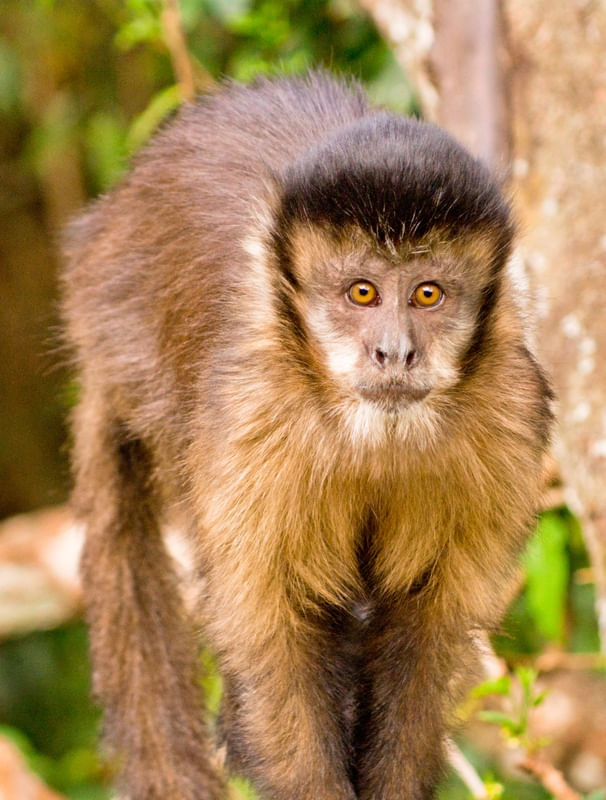 MACACO FRENTE