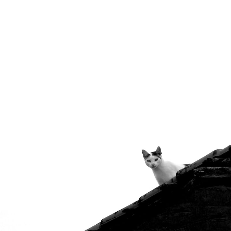 CURIOSIDADE DO GATO