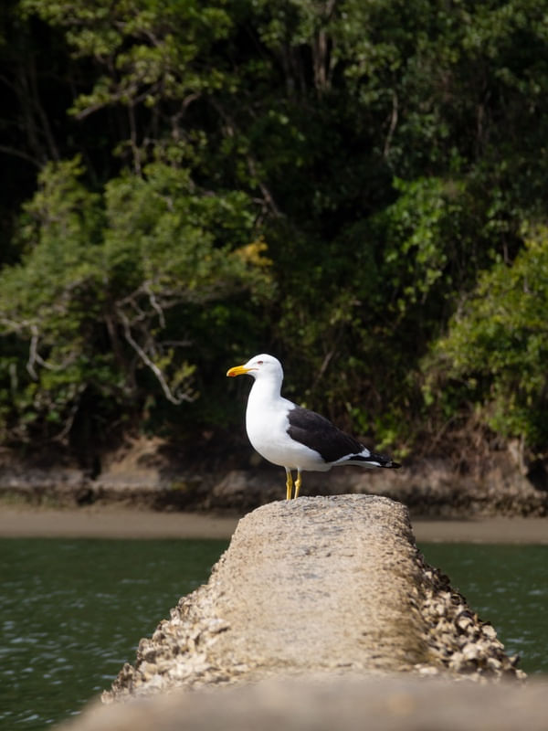 REPOUSO DA GAIVOTA