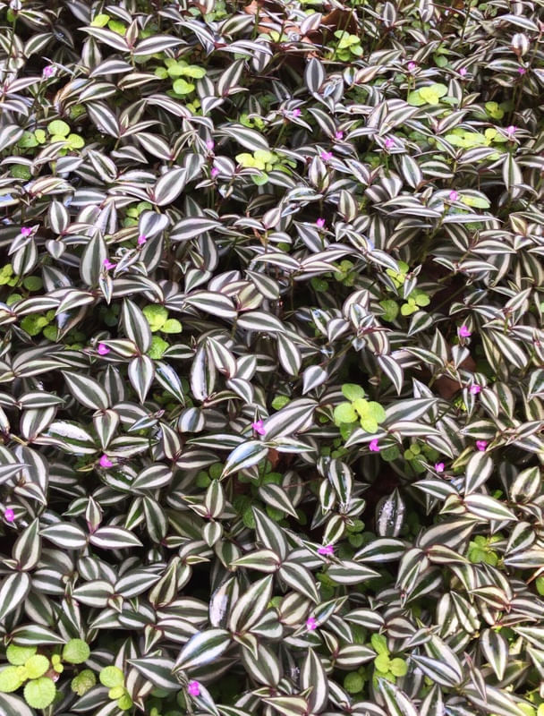 JARDIM NA GÁVEA 3