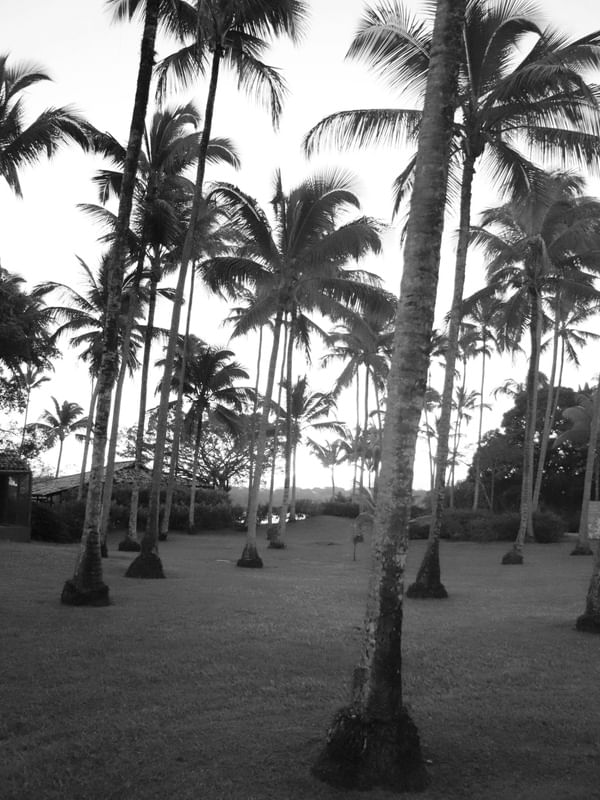 COQUEIROS DA BAHIA
