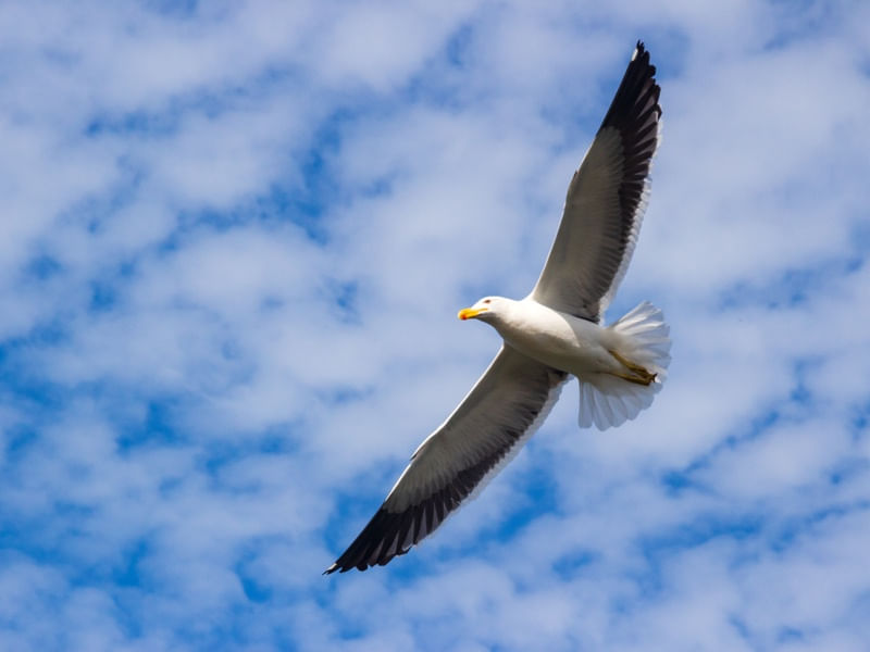 A GAIVOTA