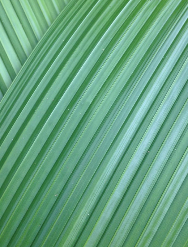 JARDIM NA GÁVEA 6