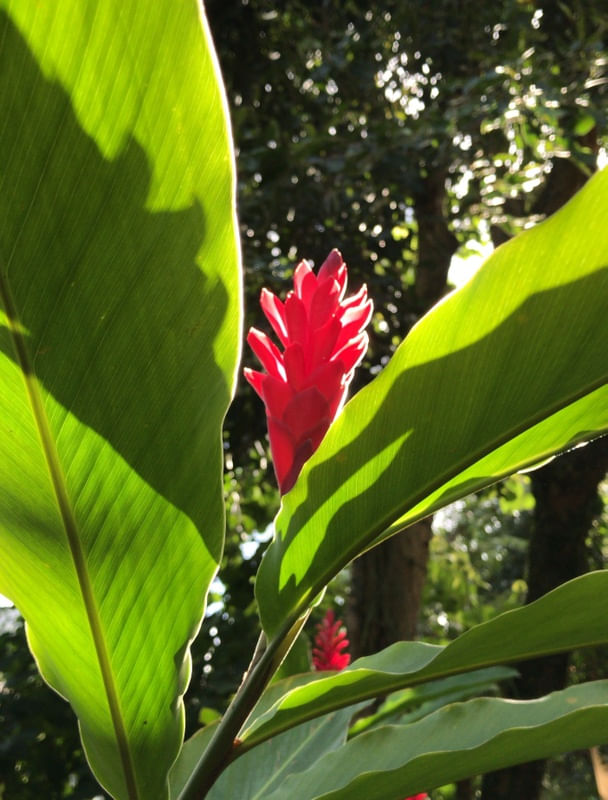 JARDIM NA GÁVEA 10