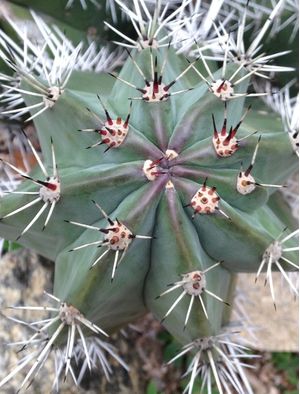 CACTOS QUATRO