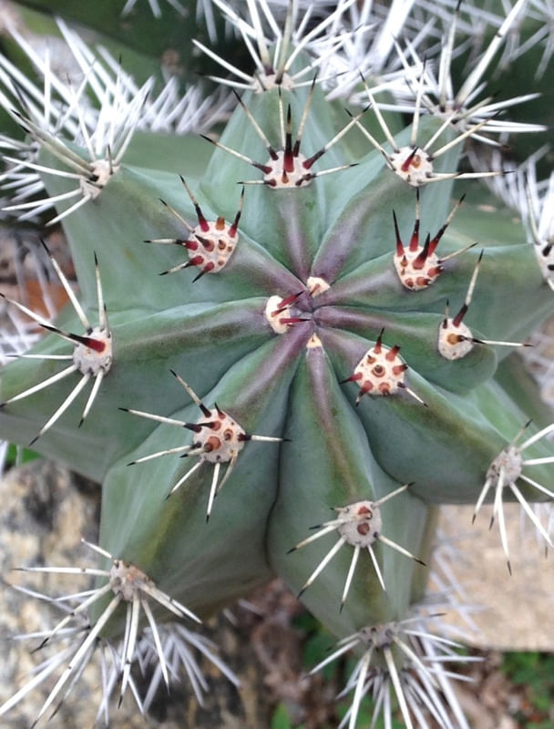 CACTOS QUATRO