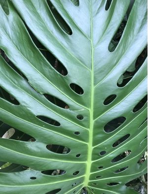 JARDIM NA GÁVEA 8