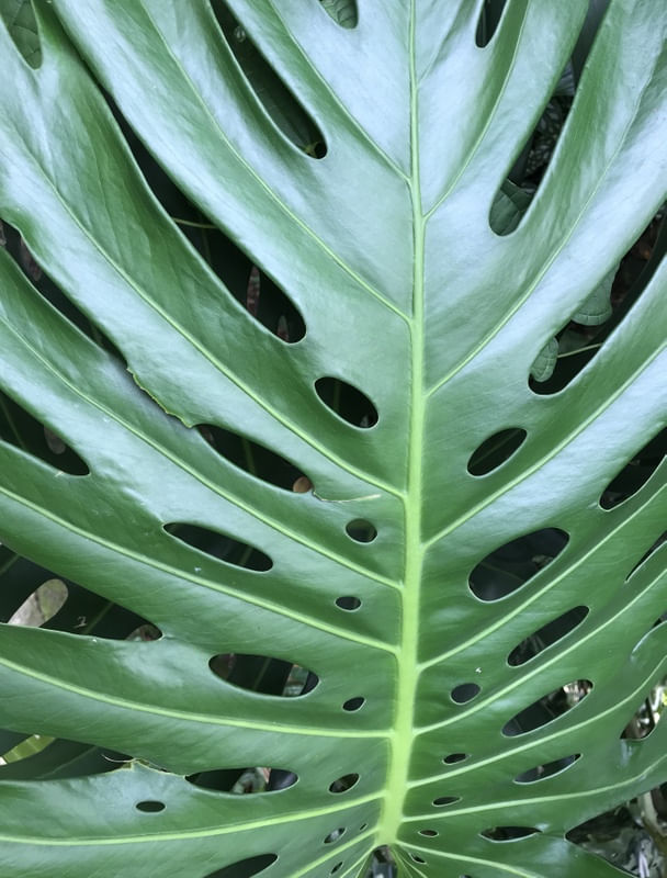 JARDIM NA GÁVEA 8