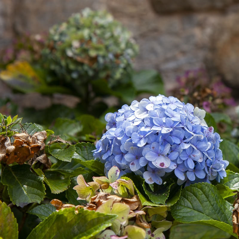 HORTÊNSIAS 2022 4