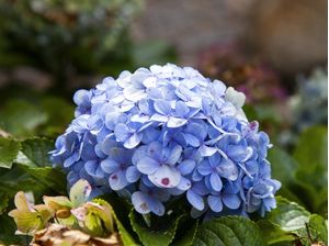 HORTÊNSIAS 2022 5