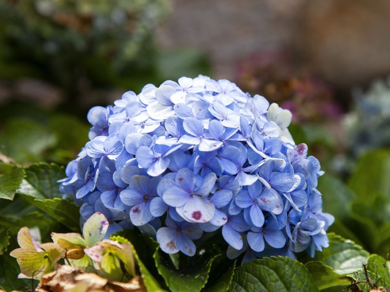 HORTÊNSIAS 2022 5