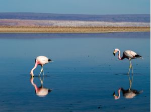 FLAMINGOS DO DESERTO