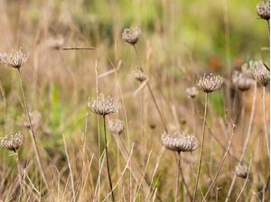 DRY FLOWERS