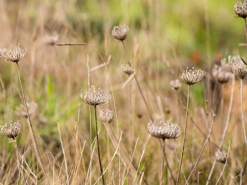DRY FLOWERS