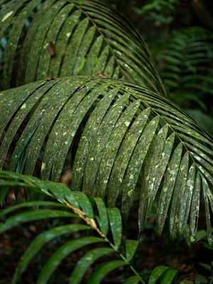 AMAZONIA VERDE