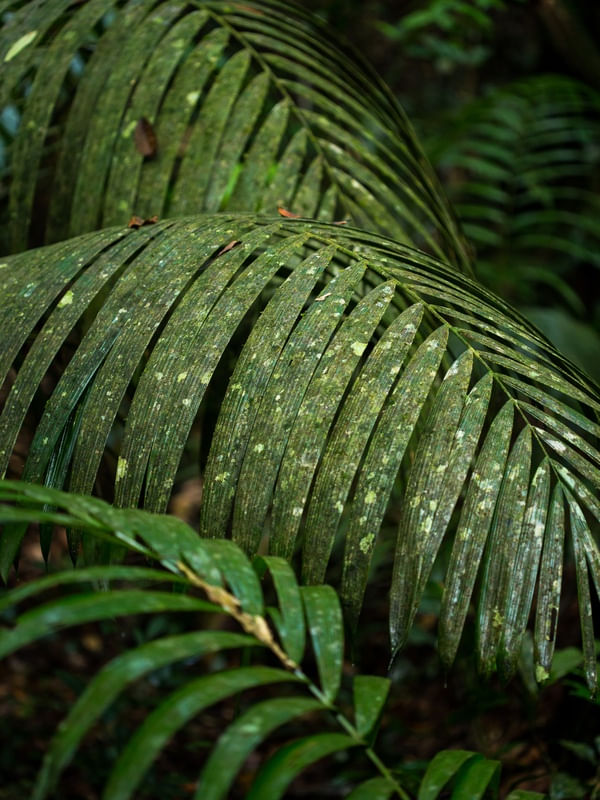 AMAZONIA VERDE