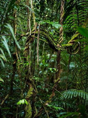 VERDE ABRAÇO