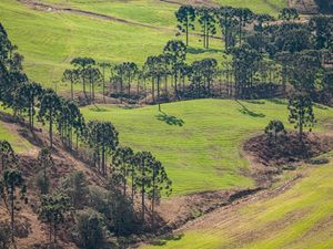 ARAUCÁRIAS L