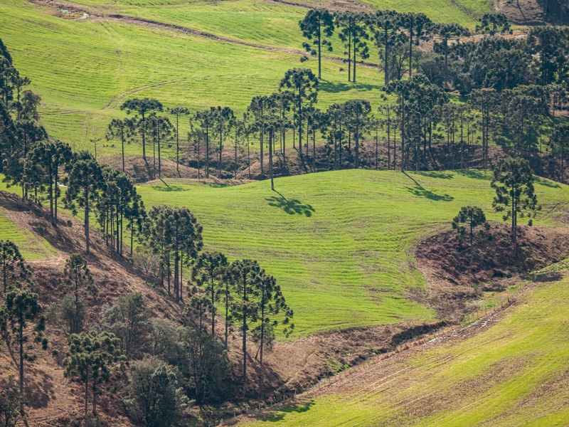 ARAUCÁRIAS L