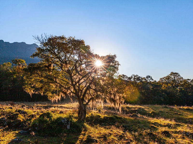 NASCER DO SOL NA ÁRVORE LL