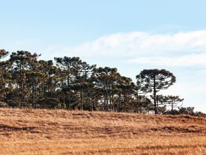 ARAUCÁRIAS NO ALTO DA COLINA