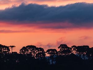 LINDO PÔR DO SOL NA FLORESTA DE ARAUCÁRIAS V
