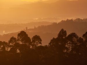 LINDO AMANHECER NA FLORESTA DE EUCALIPTOS