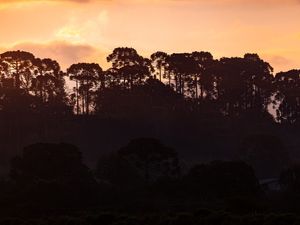UM LINDO PÔR DO SOL NA FLORESTA DE ARAUCÁRIAS