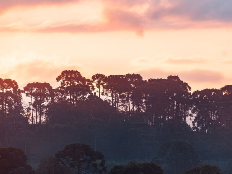 UM LINDO PÔR DO SOL NA FLORESTA DE ARAUCÁRIAS LL