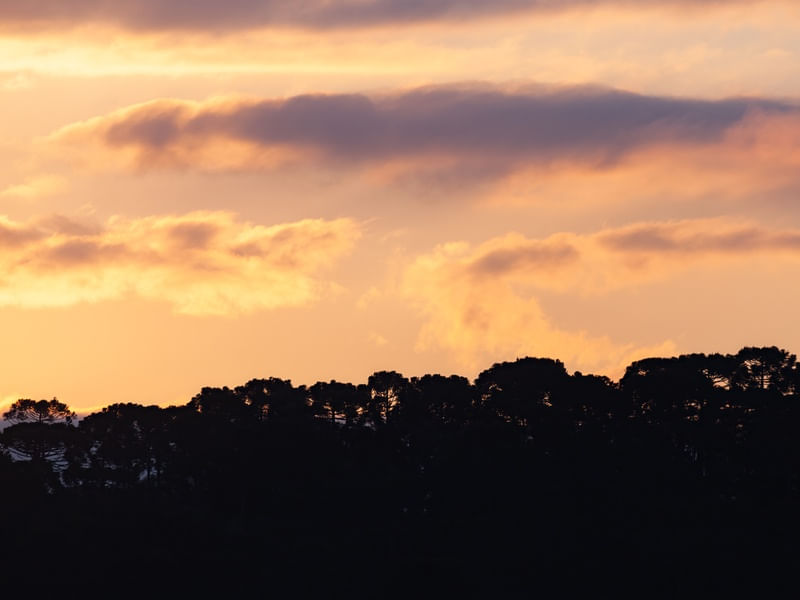 UM LINDO PÔR DO SOL NA FLORESTA DE ARAUCÁRIAS V