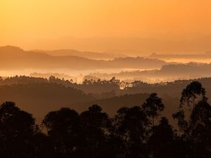 LINDO AMANHECER NA FLORESTA DE EUCALIPTOS LV