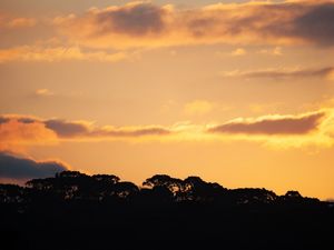 LINDO PÔR DO SOL NA FLORESTA DE ARAUCÁRIAS L