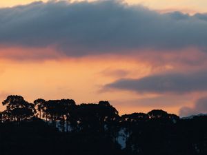 LINDO PÔR DO SOL NA FLORESTA DE ARAUCÁRIAS LLL
