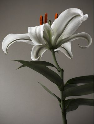 FLOR 03