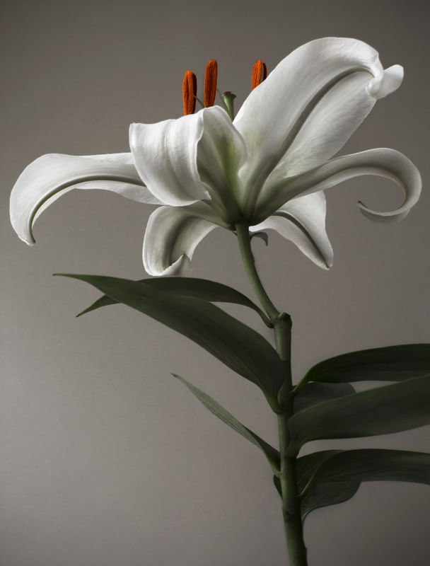 FLOR 03