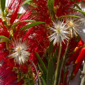 DECORAÇÃO FLORAL