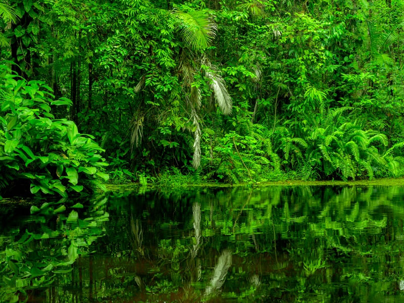 AMAZÔNIA MARANHENSE