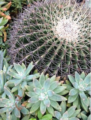 CACTOS CINCO