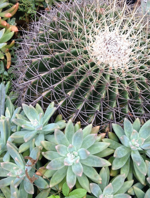 CACTOS CINCO