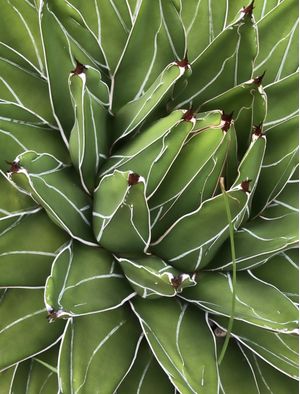 CACTOS NOVE